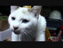 【生後221日】きょうの仔猫【蒼民家の猫々】
