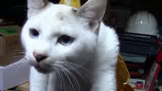 【生後221日】きょうの仔猫【蒼民家の猫々】
