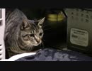【生後220日】きょうの仔猫_B【蒼民家の猫々】