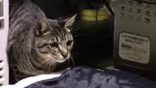 【生後220日】きょうの仔猫_B【蒼民家の猫々】