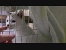 【生後222日】きょうの仔猫【蒼民家の猫々】