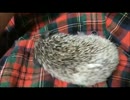 【ハリネズミと僕】ササミ食べる。【12日目】