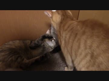 拾いねこ＠生後877/844日　月音に襲い掛かるアコ