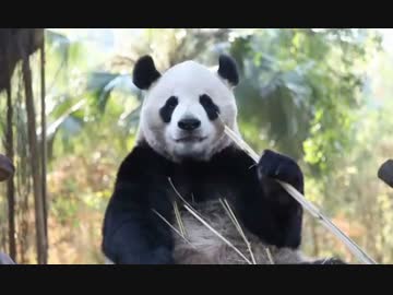 パンダは説きつけるケモノ