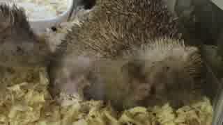 【ヒメハリテンレック】顔洗い