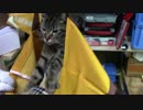 【生後223日】きょうの仔猫【蒼民家の猫々】