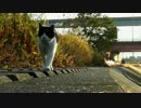 朝寝坊は年寄り猫の特権【魚くれくれ野良猫】