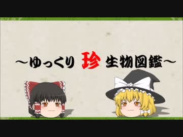 ～ゆっくり　珍　生物図鑑～　第20回 スピノサウルス