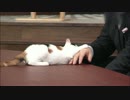 にゃーにゃまとめ2014.11.29