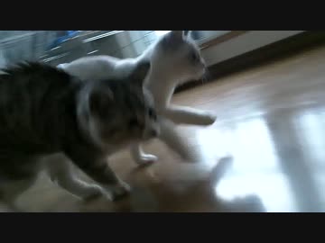 実家の車庫で保護した子猫 RUNNER