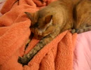 猫が毛布をモミモミするだけ