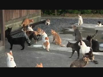 ぬこでら巡礼の旅【御誕生寺】その23