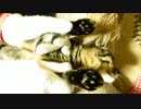 【生後224日】きょうの仔猫【蒼民家の猫々】