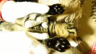 【生後224日】きょうの仔猫【蒼民家の猫々】