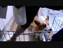 まめたろうの記録20110324-191434