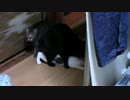 【生後225日】きょうの仔猫【蒼民家の猫々】