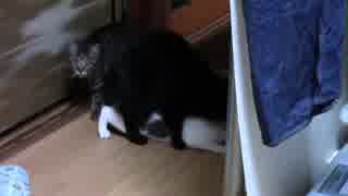 【生後225日】きょうの仔猫【蒼民家の猫々】