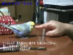 おしゃべり ピーちゃん③