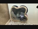 【ハリネズミと僕】動物病院【15日目】