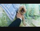 るかさん.3gp