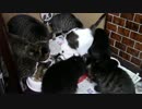 こんしゅうのおやつ【蒼民家の猫々】