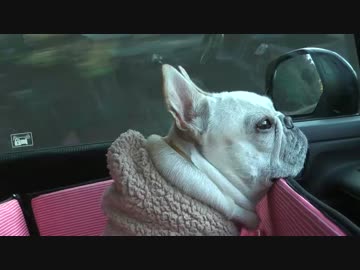 本日のソロキャンプ　ミルフィーユ鍋