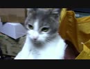 【生後225日】きょうの仔猫_B【蒼民家の猫々】