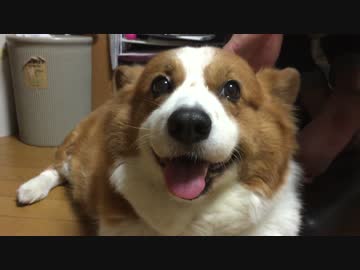 [ハル♀]触るのをおねだりするコーギー