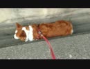 [ハル♀]ドブにはまってでれなくなってしまったコーギー