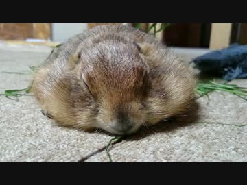 カメラうっぜぇええ