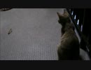 ちくわダンス