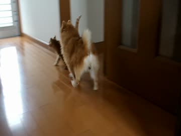 猫レイプ！ケダモノと化した犬　uc