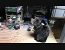 【生後226日】きょうの仔猫【蒼民家の猫々】