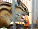 みかん食べてるシマリス