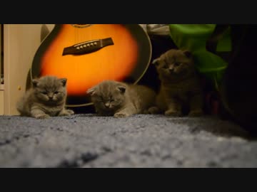 睡眠欲に完全敗北したこねこ