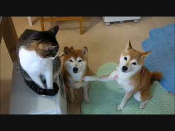 柴犬ひかいちと猫ミルキー　いろいろ（2014年11月）