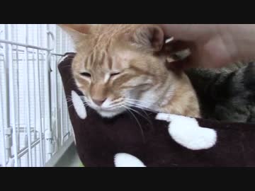 拾いねこ＠生後882/849日　おじいちゃん顔のアコさん