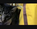 【生後227日】きょうの仔猫【蒼民家の猫々】
