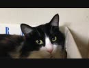 うちのもう一匹の猫の寝姿を撮影してみた（１２月２日）