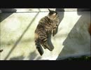 とある田舎の猫事情　～首輪付き一家、暇を持て余す～