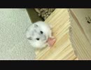 鶏肉あげてみた