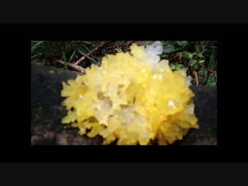 [ぼくらの田舎生活] 釣竿もって渓流探索へ