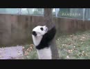20141201 AM1045 月亮産室　星語（シンユゥ）は毛笋（マオスン）と七巧（チーチャオ）の所に来た。おもしろくないので、木登りしに行った。