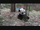 20141201 AM1056 月亮産室 座っていて葉っぱを齧る星語（シンユゥ）。