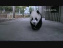 20141201 AM0917 月亮産室 星語（シンユゥ）はカメラを噛もうとして追いかけて来る。カメラが逃げたので、出入り口のところに行った。