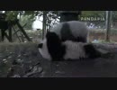 20141201 AM0925 月亮産室 星語（シンユゥ）はカメラを追いかける。カメラが逃げたので、星語は成就（チェンジュウ）に憂さ晴らしする。成就に無視されて、一人で木登りを始めた。