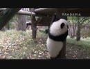 20141201 AM1005 月亮産室 星語（シンユゥ）は木の台に登ろうとする。途中まで登ったが、落ちってしまった。そして木登りしに行った。