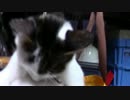 【生後228日】きょうの仔猫【蒼民家の猫々】