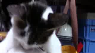 【生後228日】きょうの仔猫【蒼民家の猫々】