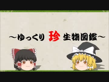 ～ゆっくり　珍　生物図鑑～　第21回 ナミチスイコウモリ